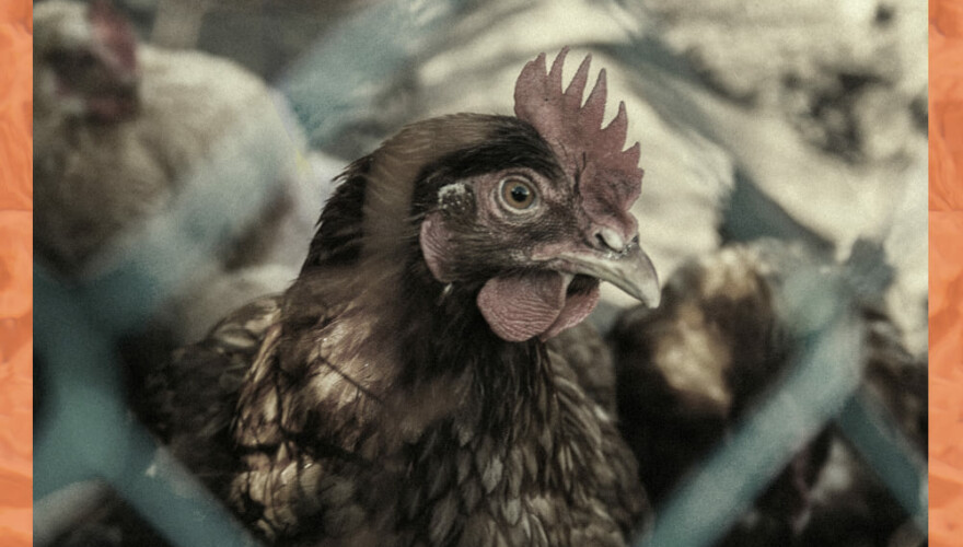 Por qué es preocupante la gripe aviar