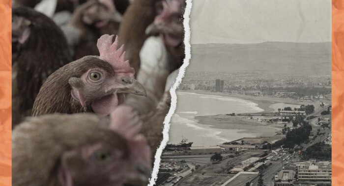 casos de gripe aviar en Chile