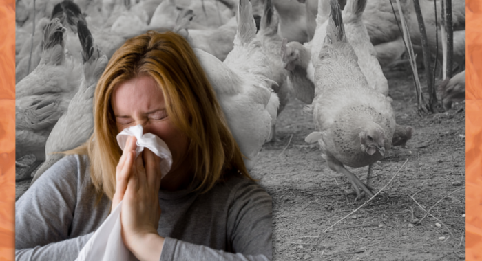 Gripe aviar en humanos Chile