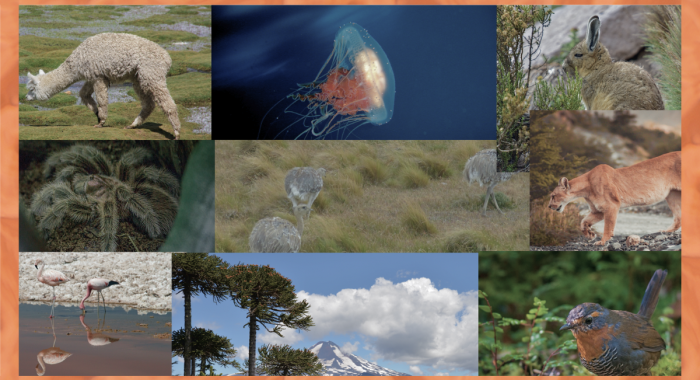 Biodiversidad y Áreas Protegidas en Chile