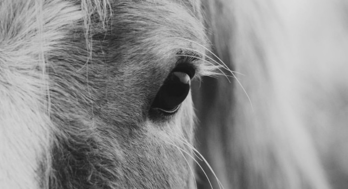 Primer plano del ojo de un caballo enfermo de encefalomielitis