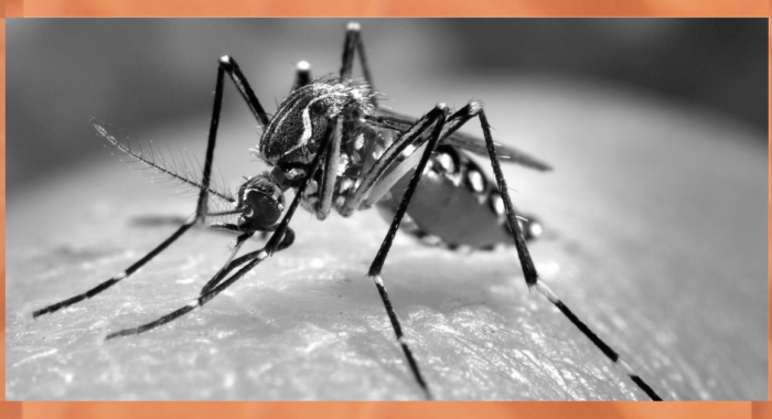 Alerta Amarilla por mosquito de dengue